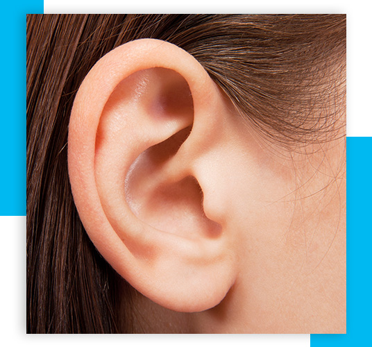 inner ear