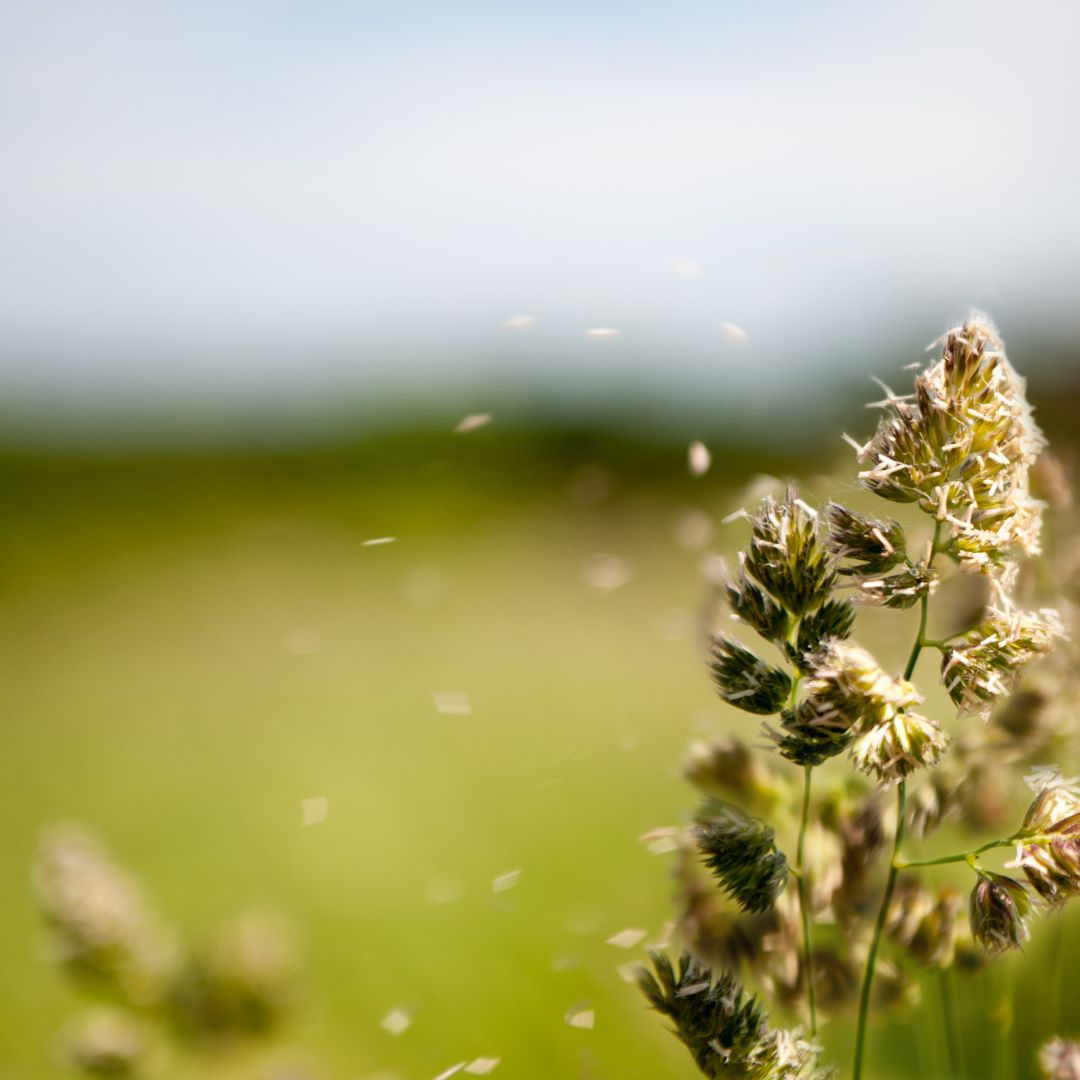 image of allergens flying off a weed