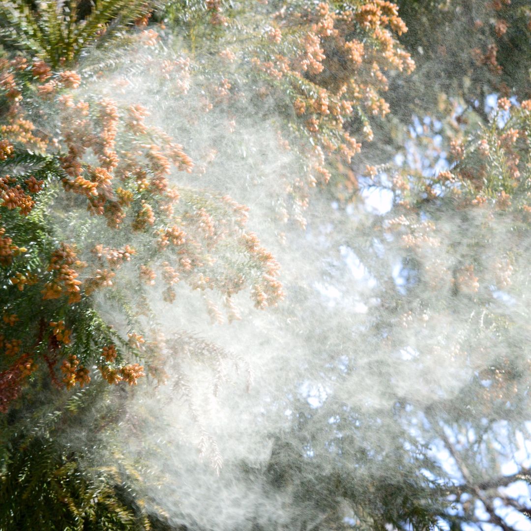 pollen from trees