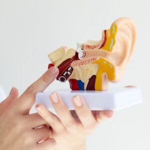 3D model of inner ear